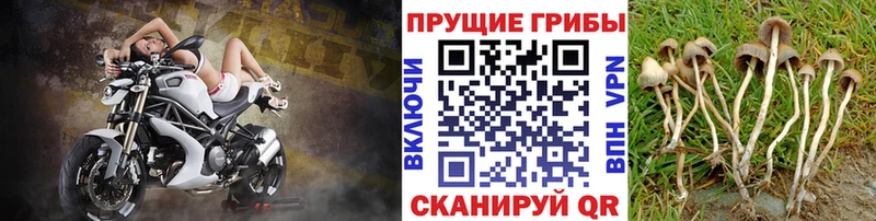 нарко площадка телеграм  Правдинск  Галлюциногенные грибы ЛСД 